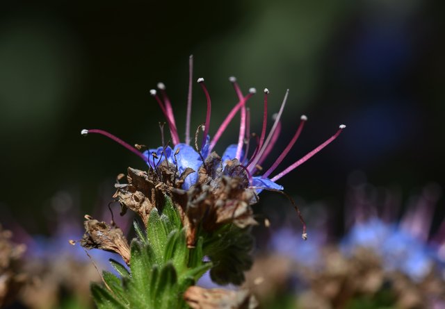 blue flower macro 1.jpg