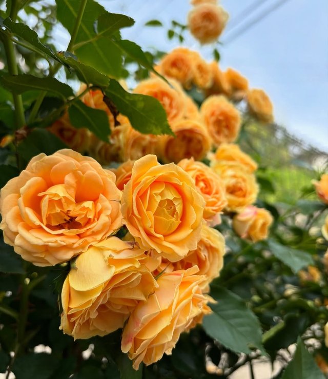IMG_20250525_094043.jpg