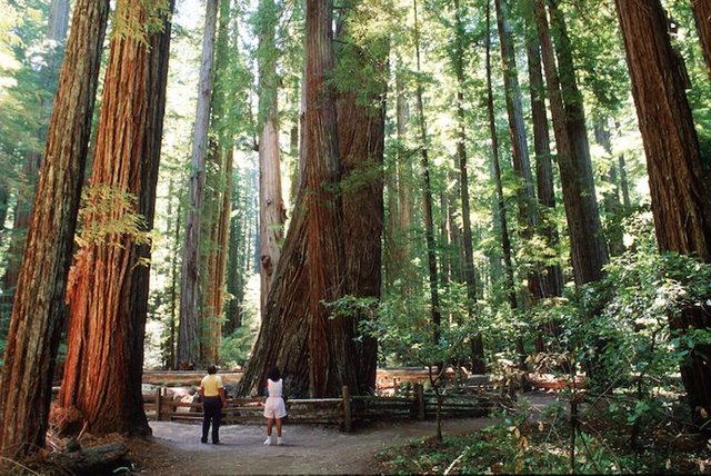 redwoods_edit.jpg
