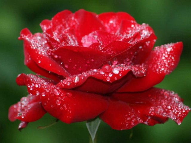 The-Rose-Queen-of-the-Flowers-and-Symbol-of-Love-702x527.jpg