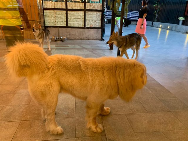 Big Dog Cafe1.jpg