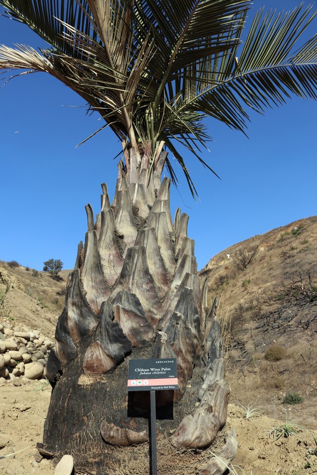 chilean wine palm.JPG