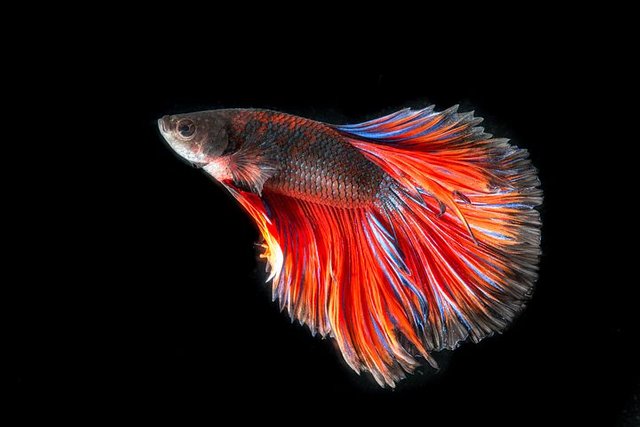 fighting-fish-2009972__480.jpg