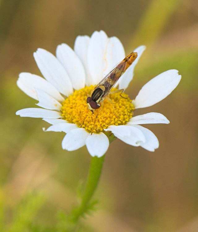 Bug on a Flower!