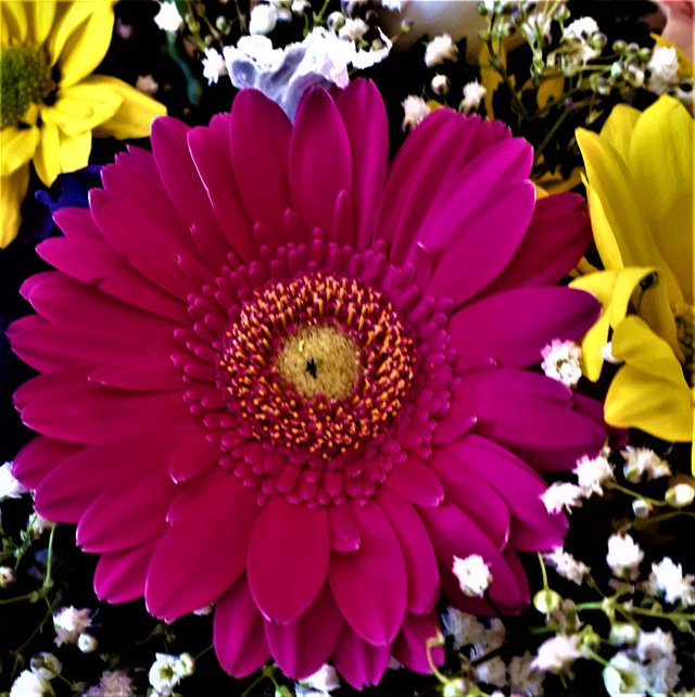 flower (3).jpg