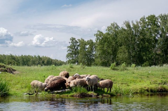 young-sheep-riverside-river-warm-summer-day-green-grass-blue-sky-73598661.jpg