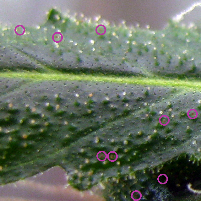 beauty trichome check brown.png