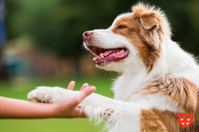 dog-training-paw.jpg