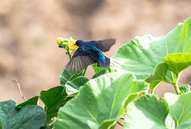 hummingbird-7285417_1280.jpg