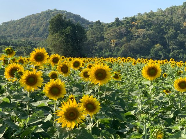 Sunflower fields17.jpg