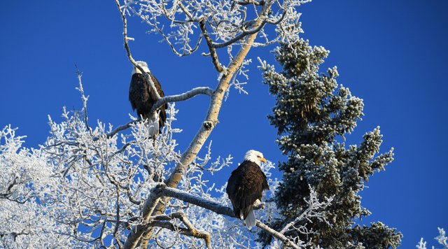 005  frosty tree and eagle view.jpg