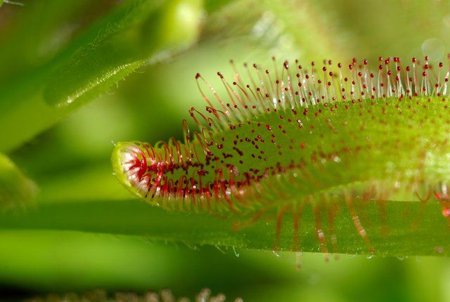 Drosera_capensis_2_Luc_Viatour (1).jpg