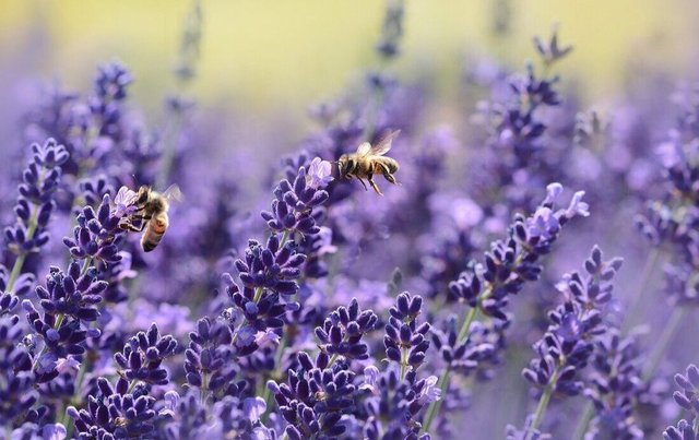 lavender with the Bee.jpg