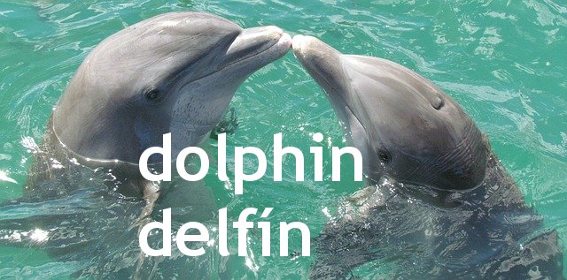 dolphin-1974975_640.jpg