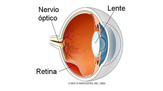 ojo y retina.jpg