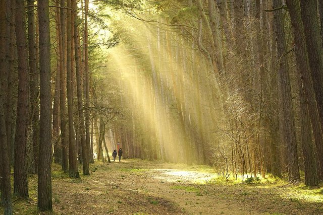 forest-7179046_1280.jpg