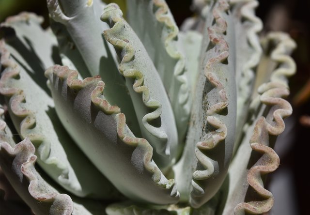 Cotyledon undulata leaves ruffles.jpg