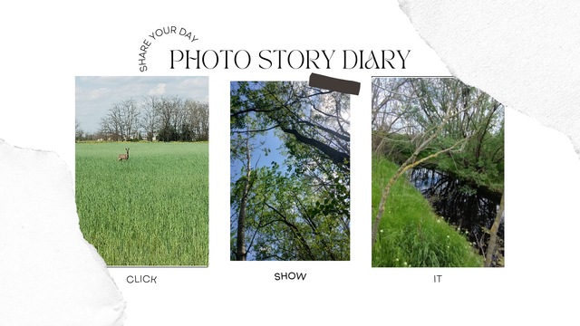 photo story diary - k4b.png