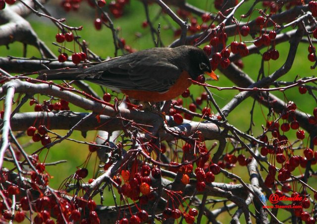 American Robin IMG_0058.JPG