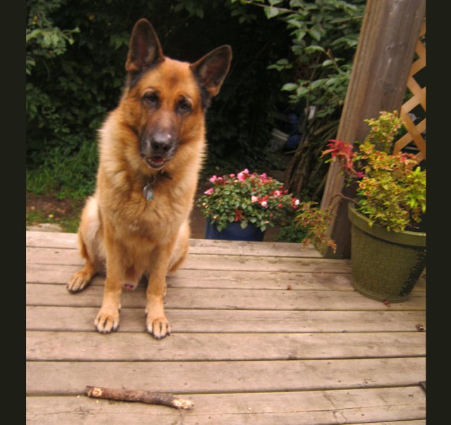 Bruno sitting on deck in front of stick.JPG