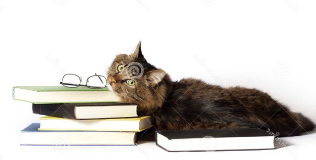 cat-books-brown-tabby-laying-down-resting-chin-reading-glasses-top-background-white-49972030 (2).jpg