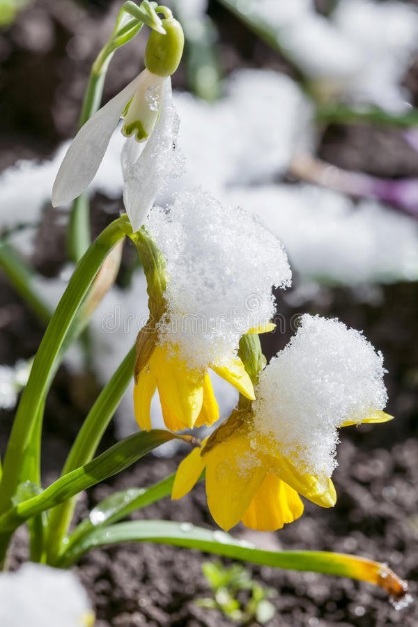 yellow-daffodil-flower-covered-snow-daffodils-growing-early-spring-primroses-blooming-spring-flowers-85266218.jpg