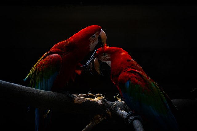 parrot-5448628_1280.jpg