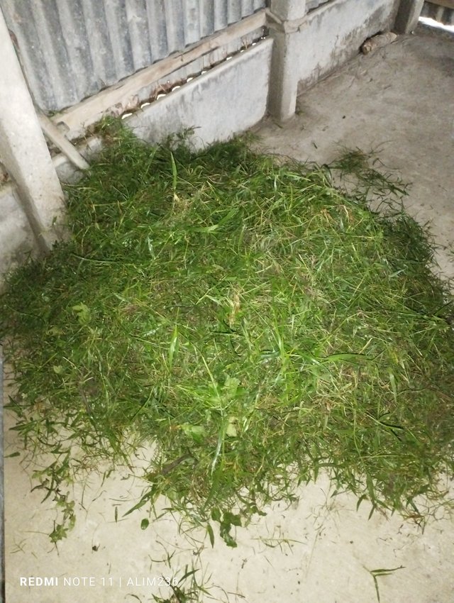 IMG_20250807_073021.jpg