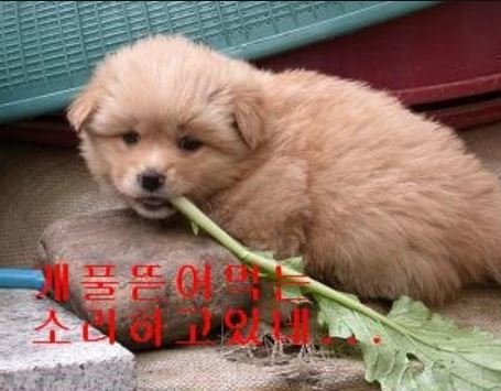개.JPG