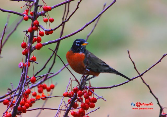 American Robin PFW0340.JPG