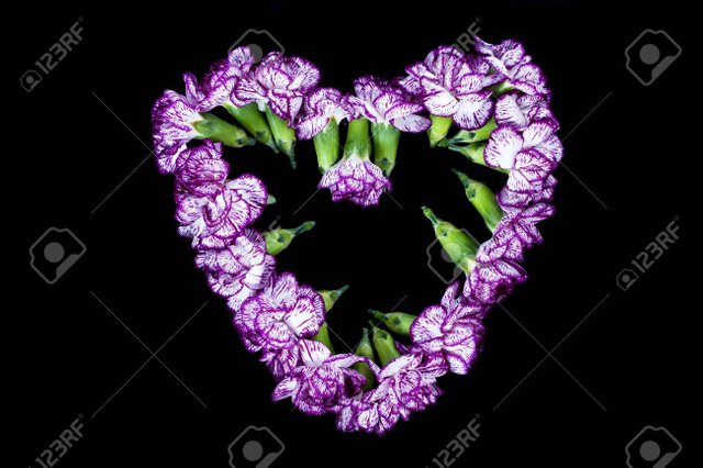 16995618-purple-carnation-flower-forming-a-heart-shape-over-the-black-background.jpg