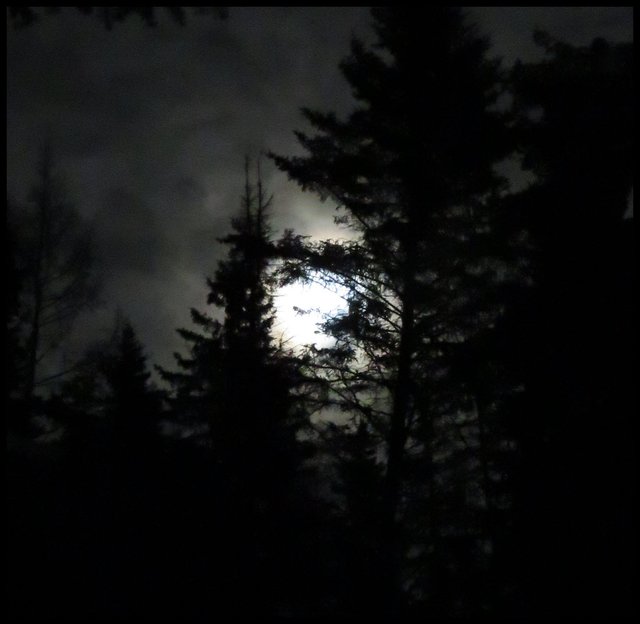 full moon shines through framing of spruce and pine tree.JPG