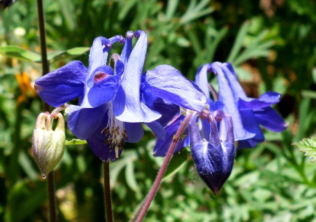 1027-Columbines.jpg