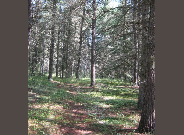 trail through Pine Meadow resized.JPG