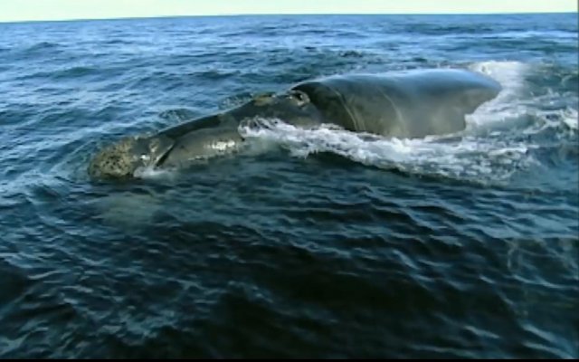 02.-Whales in Patagonia-16.jpg