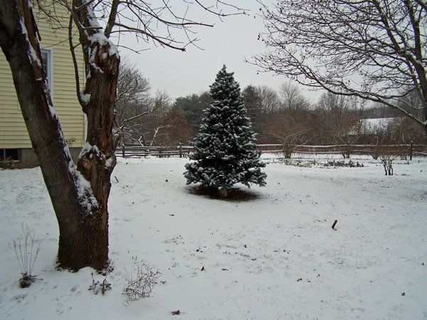 Snow - outside tree crop Dec. 2016.jpg