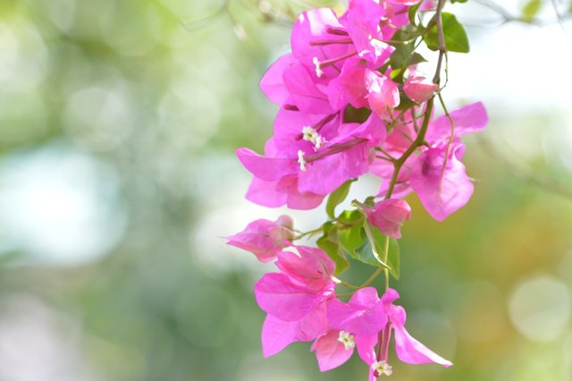 bougainvillea-2655184_1280.jpg