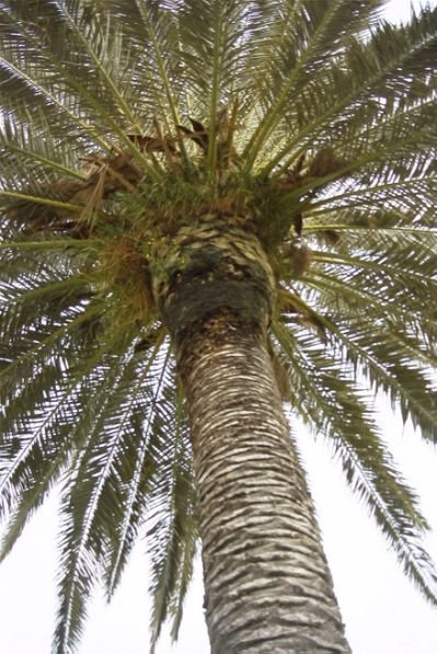 palm_tree_casa.jpg.cf.jpg