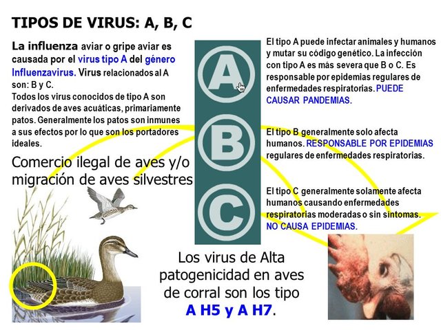 Los+virus+de+Alta+patogenicidad+en+aves+de+corral+son+los+tipo.jpg