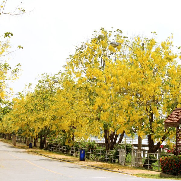 nurserylive-cassia-fistula-golden-shower-tree-bahava-plant.jpg