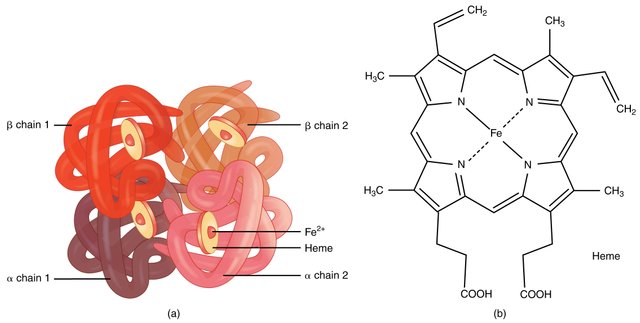 1904_Hemoglobin.jpg