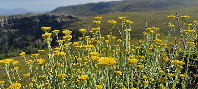 640px-Brown-tipped_Strawflower.jpg