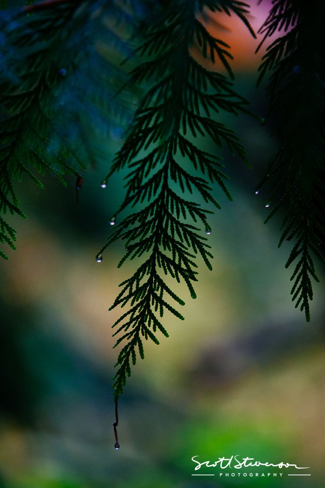 Cedar Tree-1.jpg