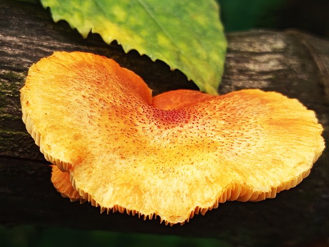 first Mashroom (4).jpg
