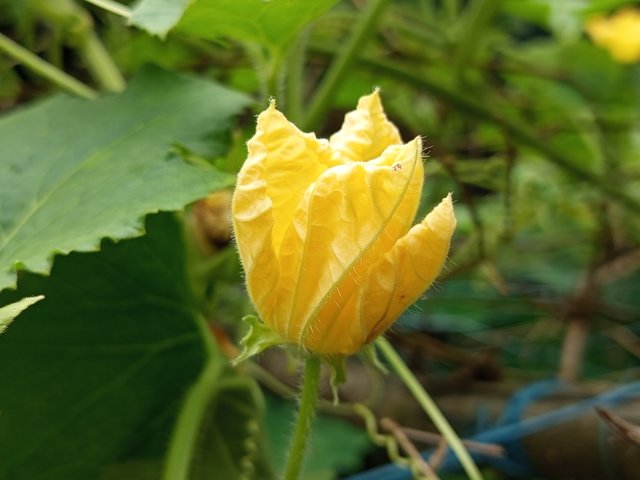 chalkumra (9).jpg
