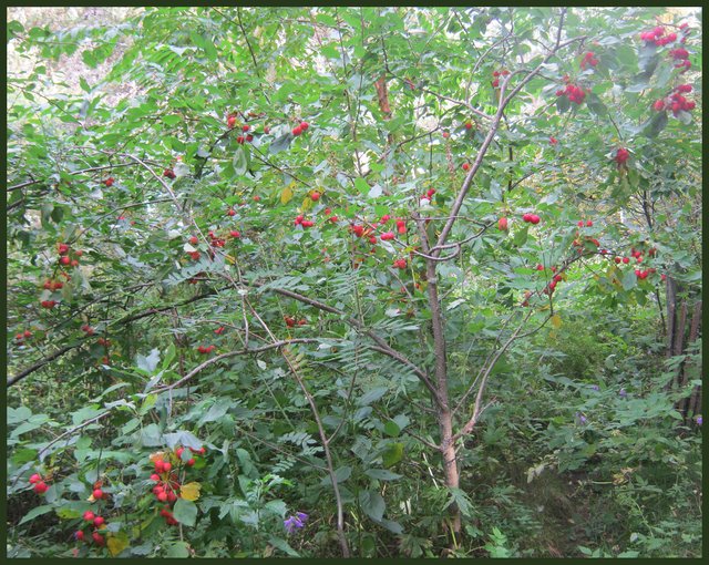 Dolgo crab apples ready to be picked.JPG