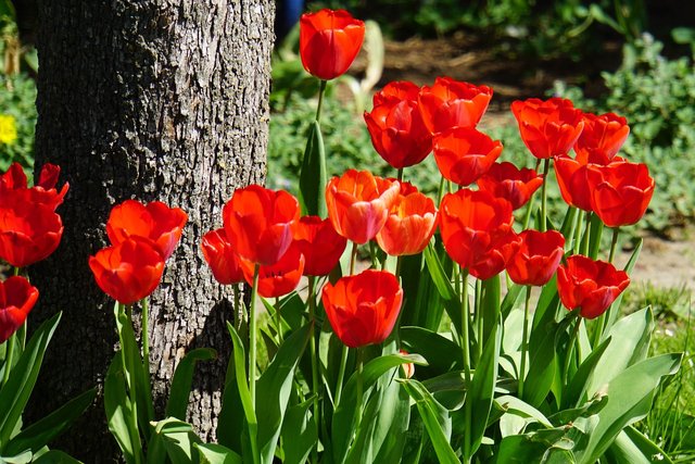 tulips-4221366_1280.jpg