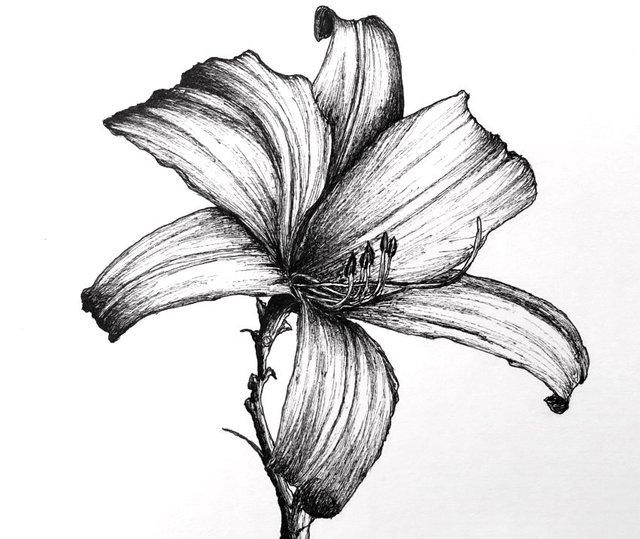 lily-flower-pen-drawing.jpg