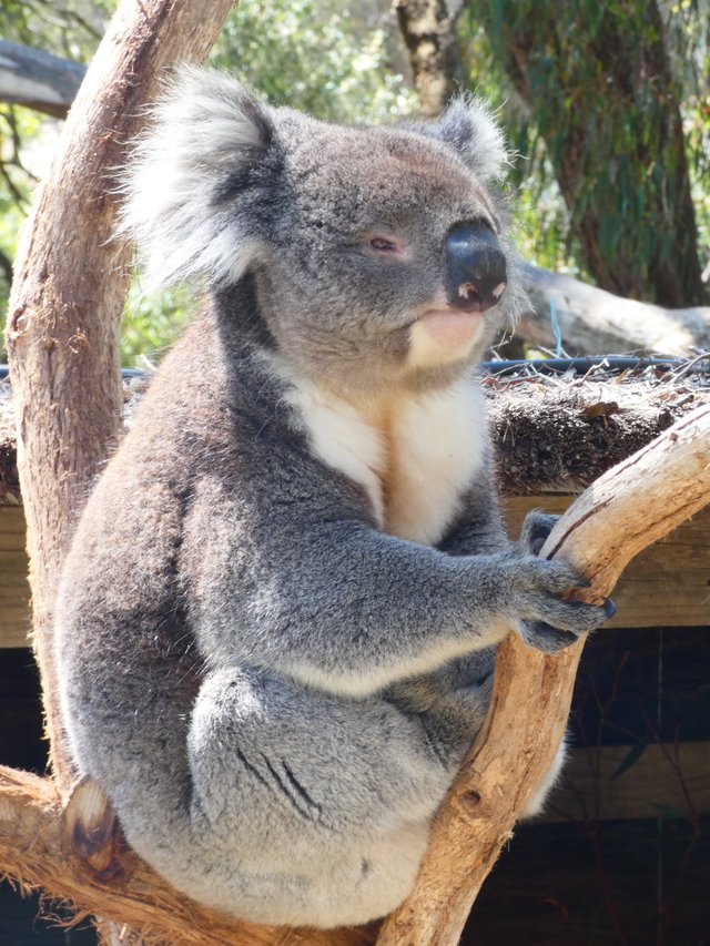 koala2.jpg