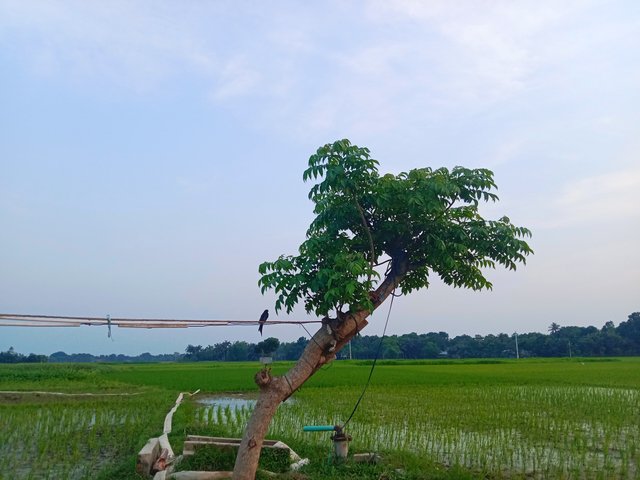 IMG_20250618_074330.jpg